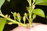 Lanceleaf buckthorn